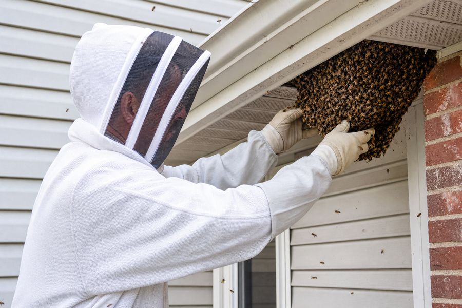 Technician in a bee suit lifting a honey bee comb from under a house eave
